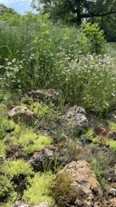 Chert boulders at the edge of the rain garden.