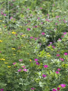 Little yellow and pink flowers blooming in the rain garden