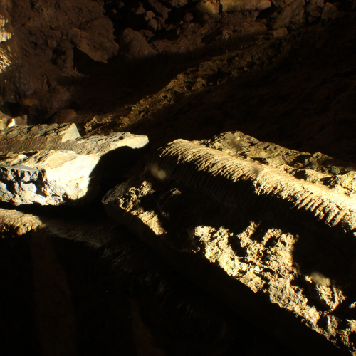 Cephalopod fossil donated to Cave of the Mounds and can be seen on a Wisconsin Cave Tour