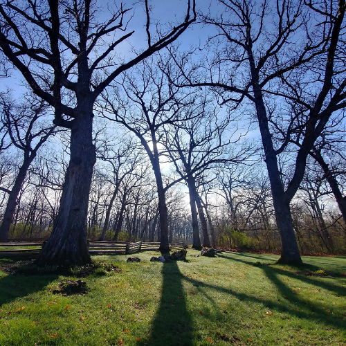 Towering Trees at this Southern Wisconsin attraction