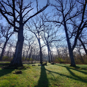 Towering Trees