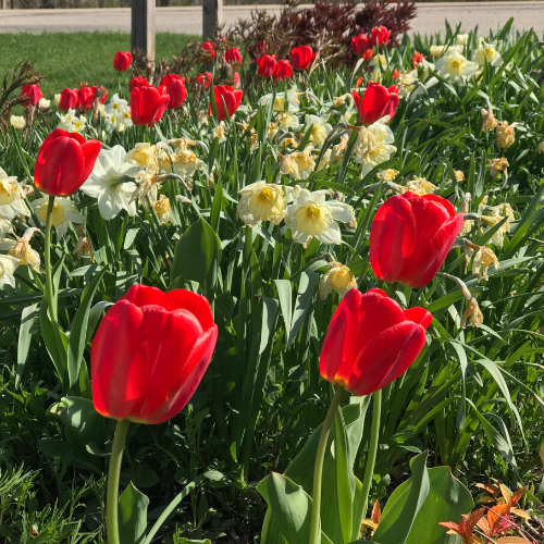 Tulips in Southwest Wisconsin