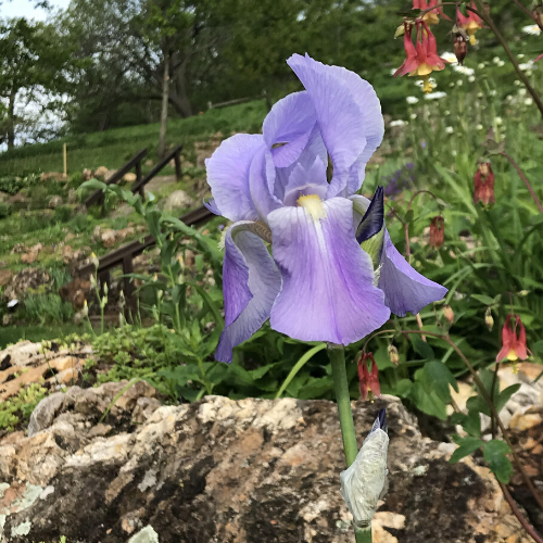 Orchid Flower in Southwest Wisconsin