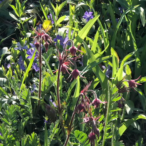 Prairie Smoke Flower