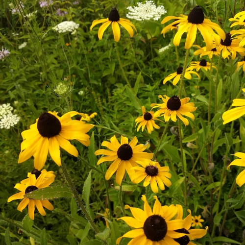 Tons of yellow flowers in Southwest Wisconsin