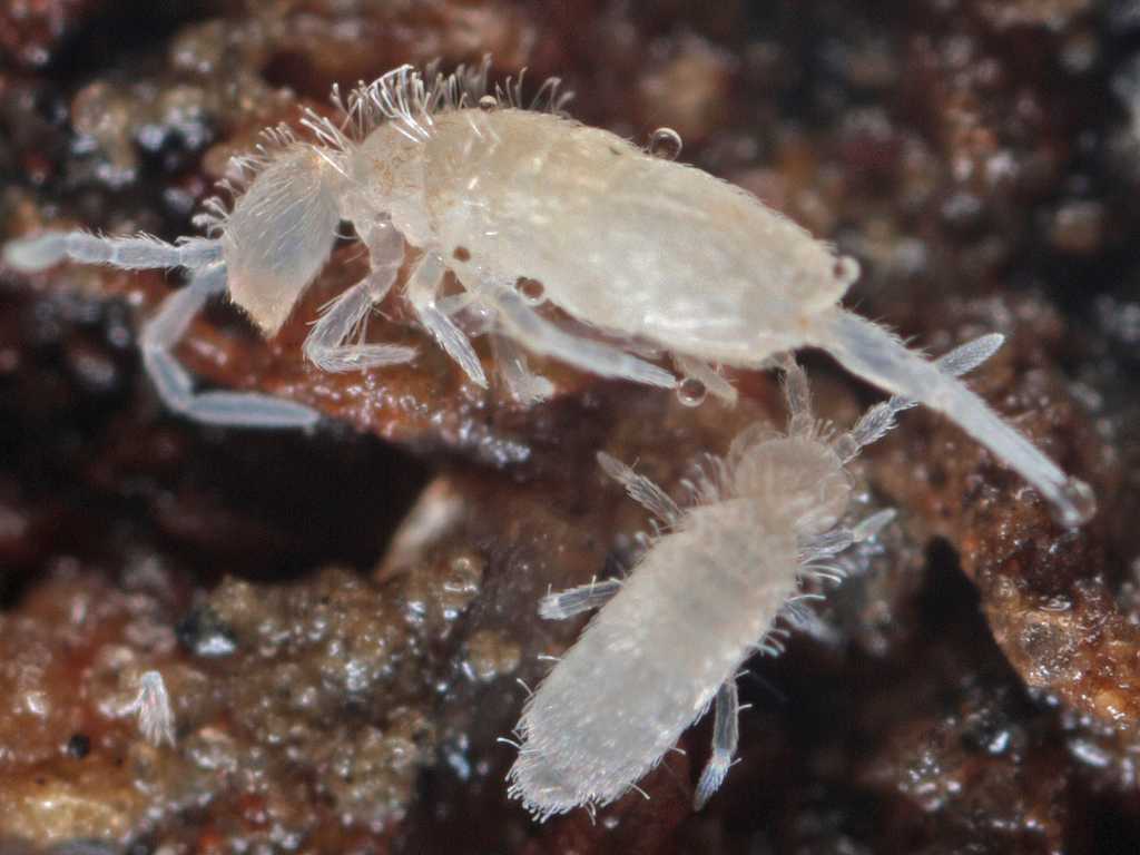 Closeup image of Springtails