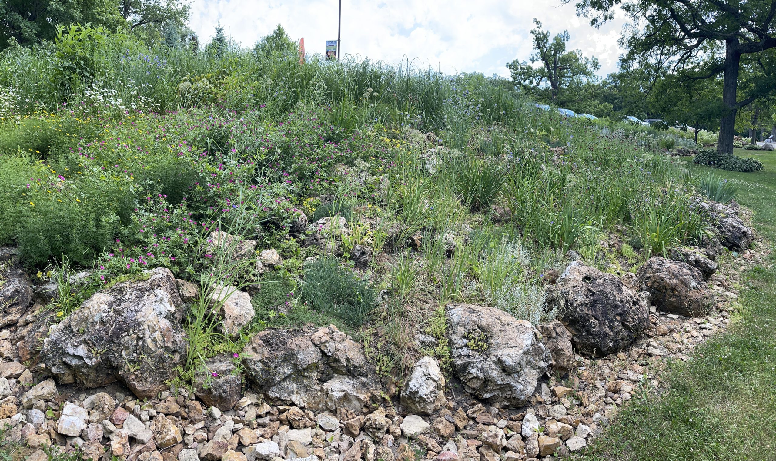 No bloomage yet in this rain garden. Mostly green growth on large boulders.