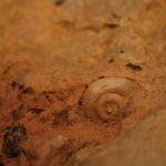 Gastropod fossil in the limestone of the cave walls