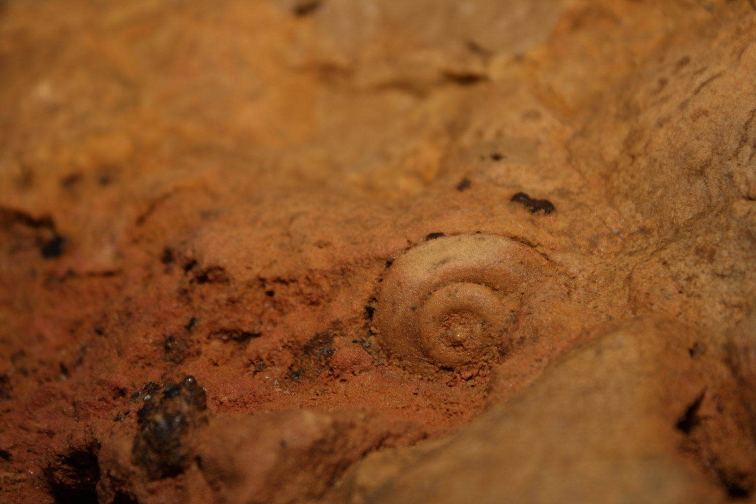 Gastropod fossil in the limestone of the cave walls