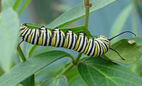 Catepillar