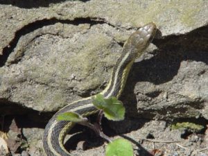 Snake in the sun on the rocks