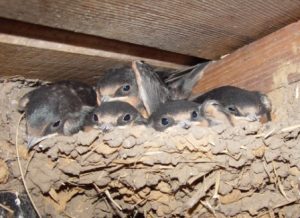 Birds found in a corner of a building. Spotted while birding.