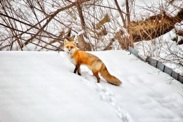 Fox in the winter