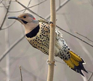 Bird on a branch. Spotted while birding