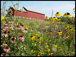 Prairie Flowers in front of a red barn in Southwest Wisconsin