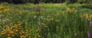 Arboretum Flower Photo