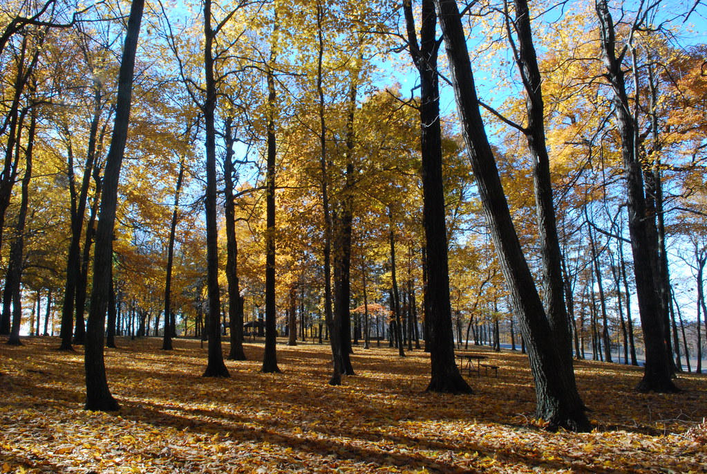 Brigham Park Dane County Autumn leaves and high trees