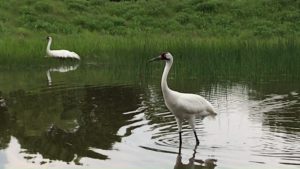 International Crane Foundation Crane in a pond