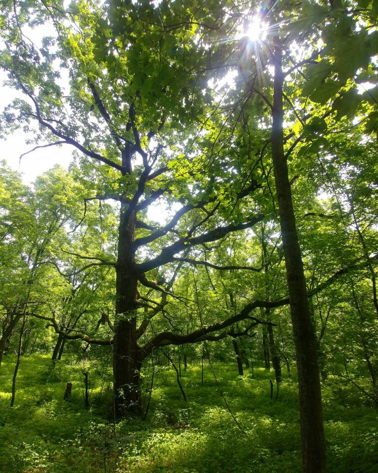 Photo of our Woodland Restoration in the Driftless Area