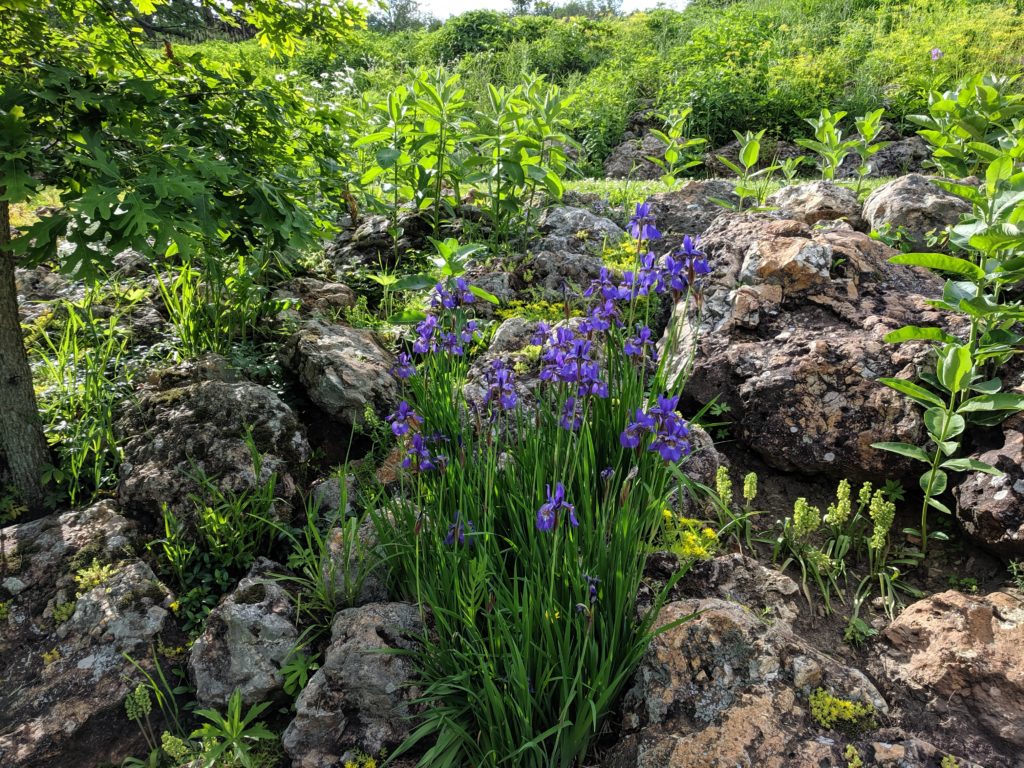 Photo of purple flowers in our prairie