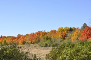 MAckenzie Center Landscape of Autumn Leaves changing