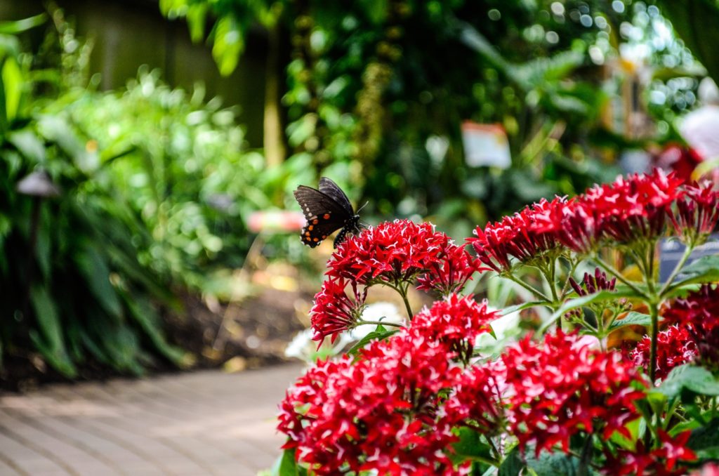 Olbrich Gardens flowers