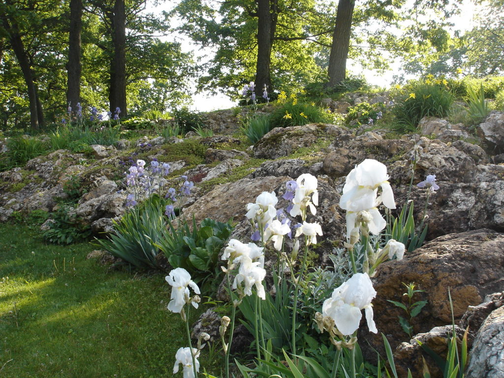 Photo of orchids along our chert boulder terraces