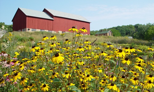 Photo of yellow flowers in our Garden with our Barn at this must see place