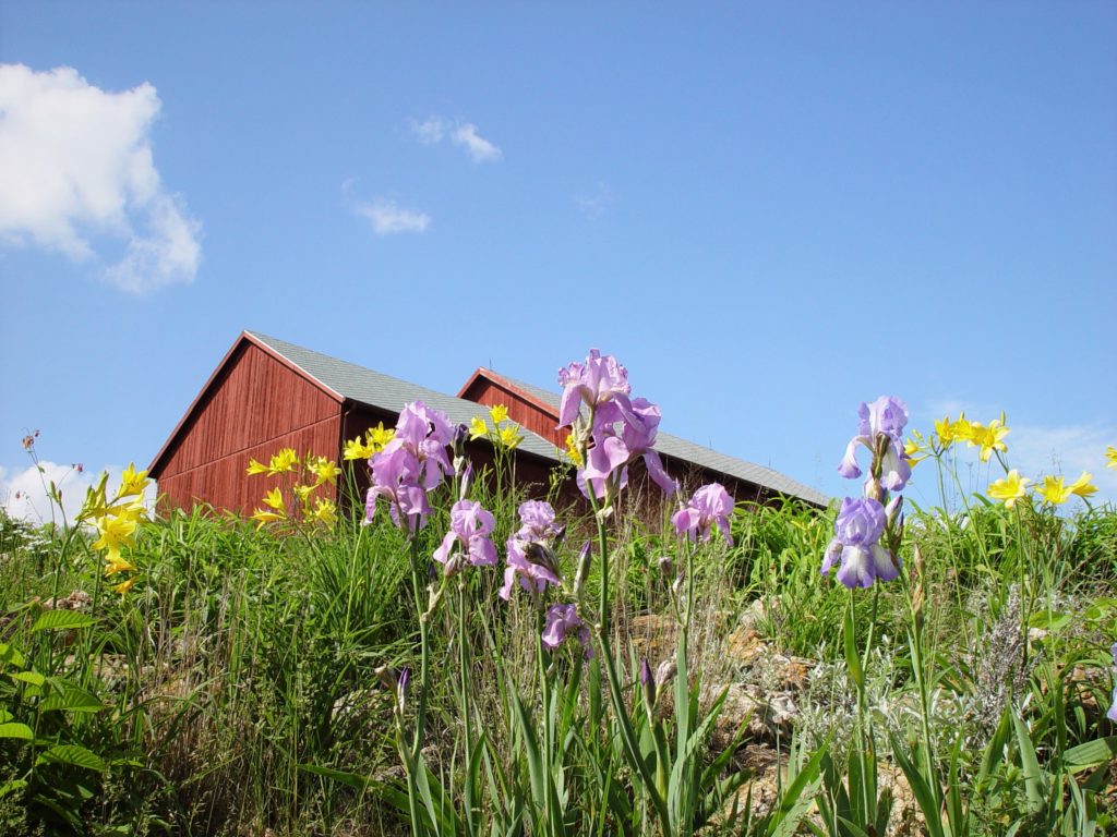 Photo of yellow and lavender Flowers with Barn in the background and blue sky.