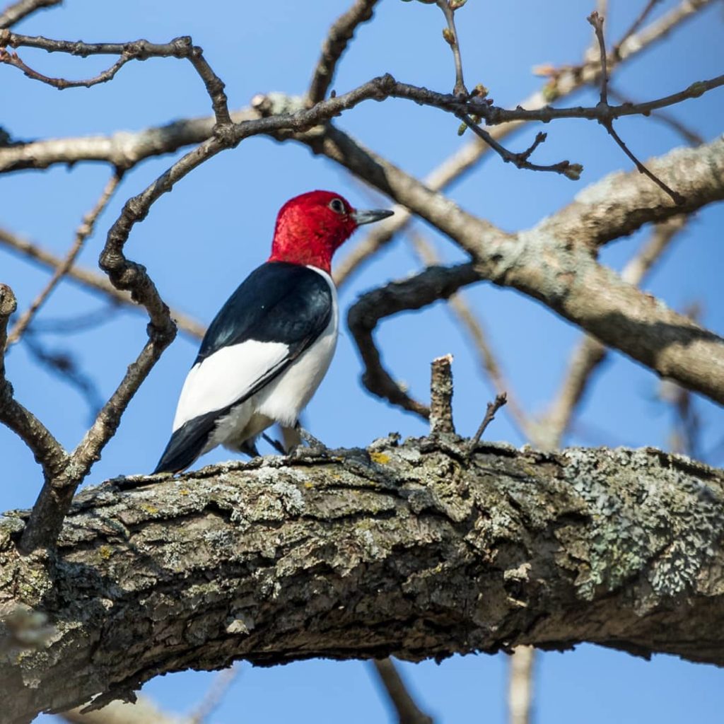 Red headed woodpecker at Cave of the Mounds