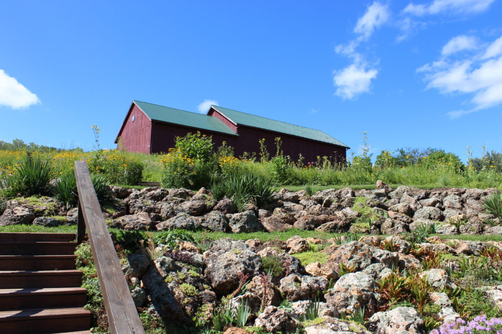 Photo of a Path through our prairie restoration project with a Barn in the background like a secret garden in the Driftless Area