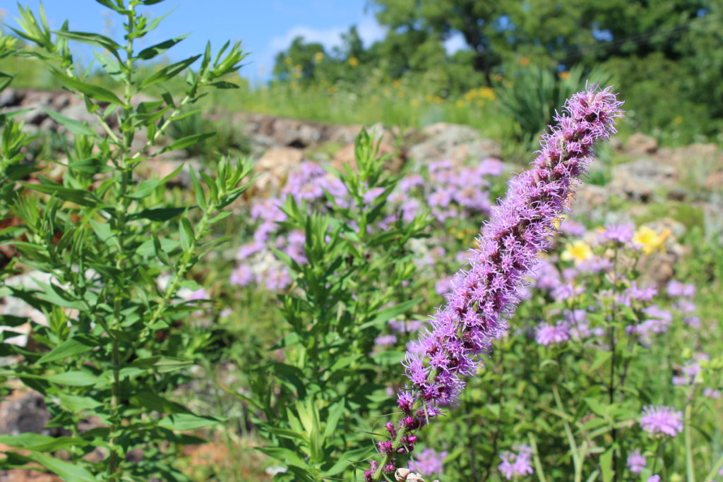 Photo of lavender flowers Closeup