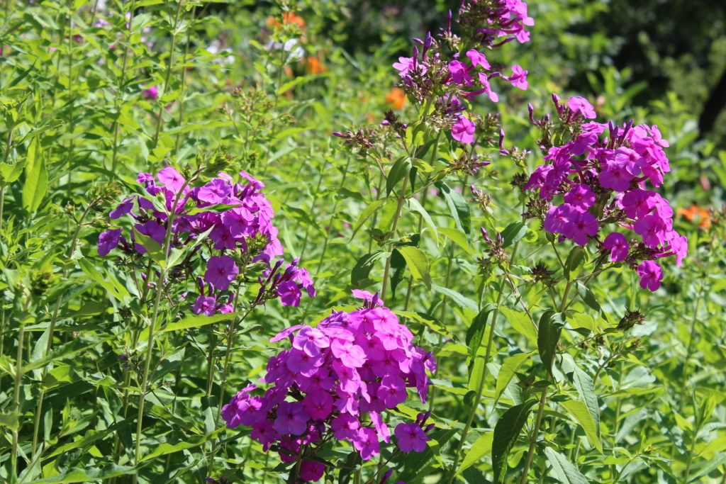 Photo of pink flowers closeup.