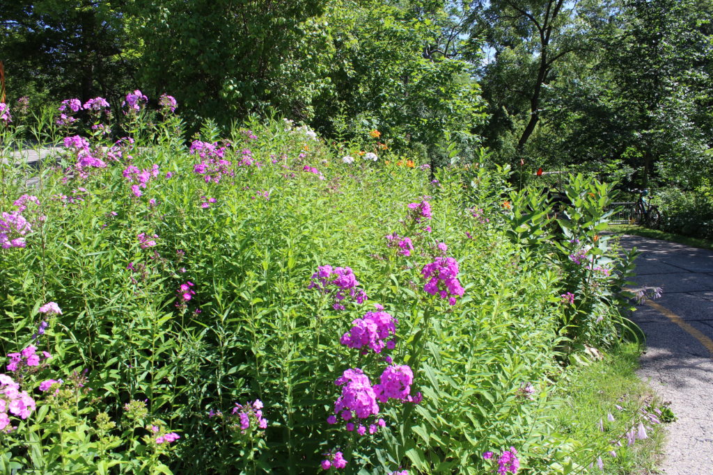 Photo of pink flowers in our prairie restoration