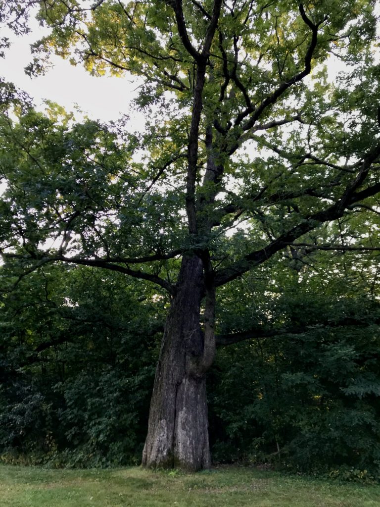 Photo of our largest Oak Tree