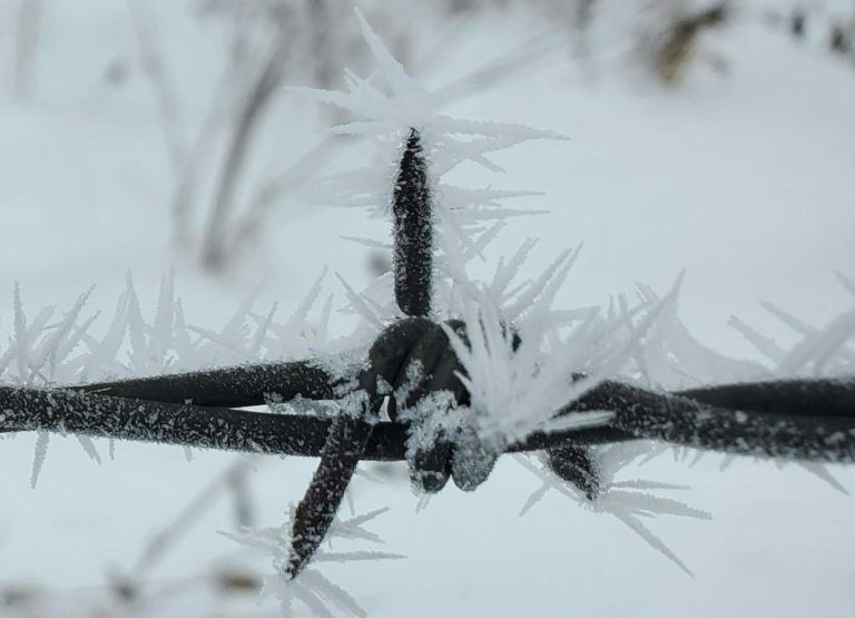 Frost covered barbed wire in our Winter Wonderland