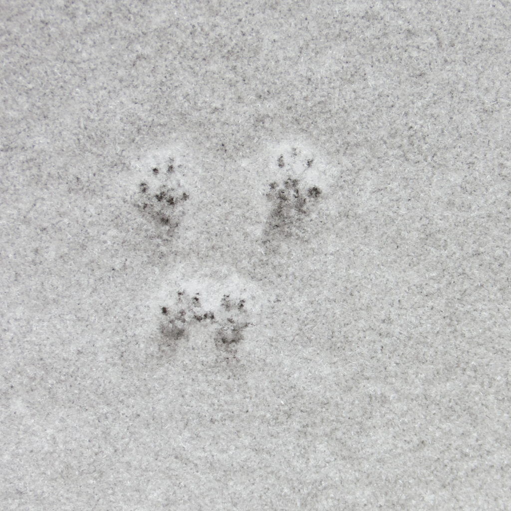 Animal Tracks