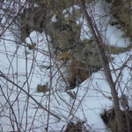 Fox in the brush in the winter