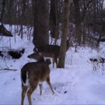 Deer frolicking in the winter