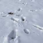 Bunny tracks in the snow