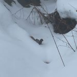 Mink peeking its head through the snow