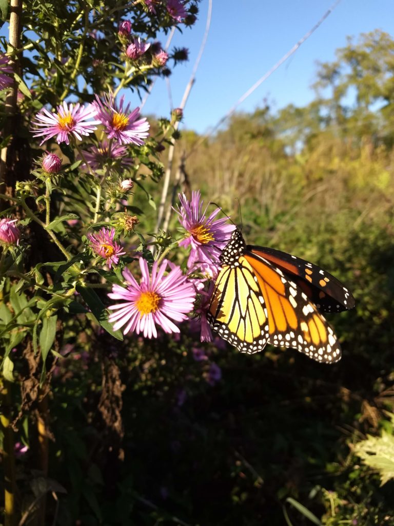 Butterfly on a flower