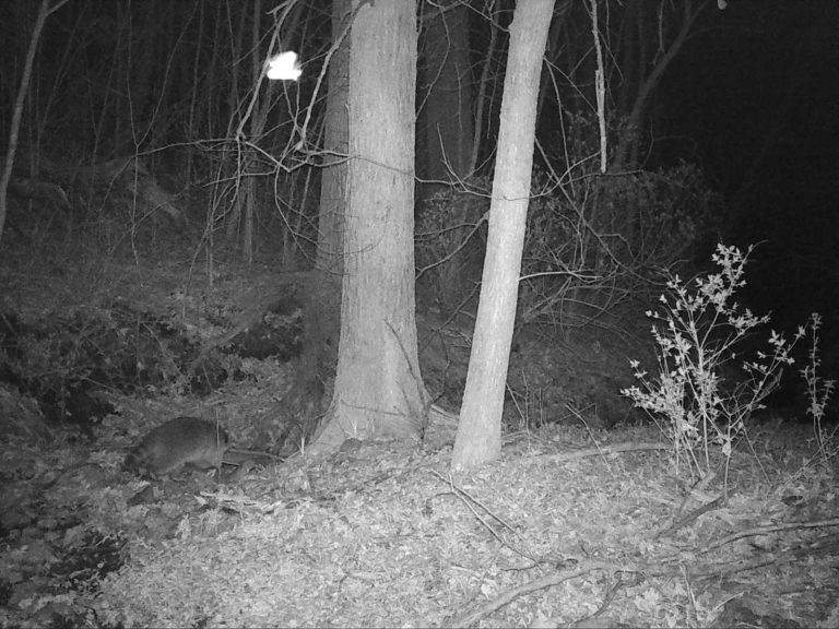 Bat in flight while raccoon browses