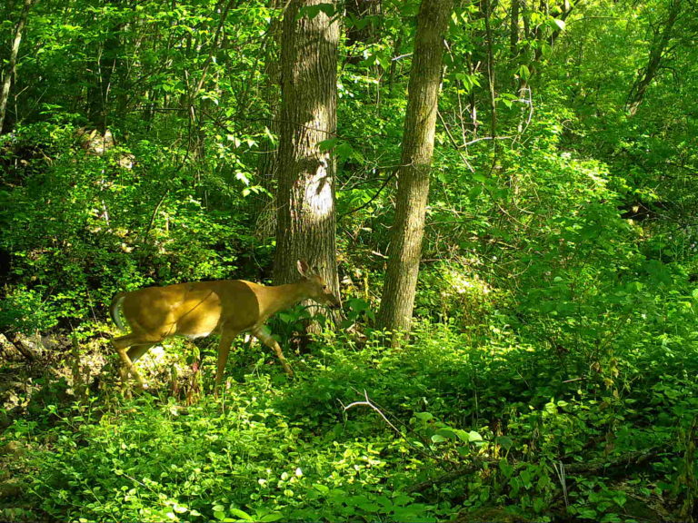 Deer in woods