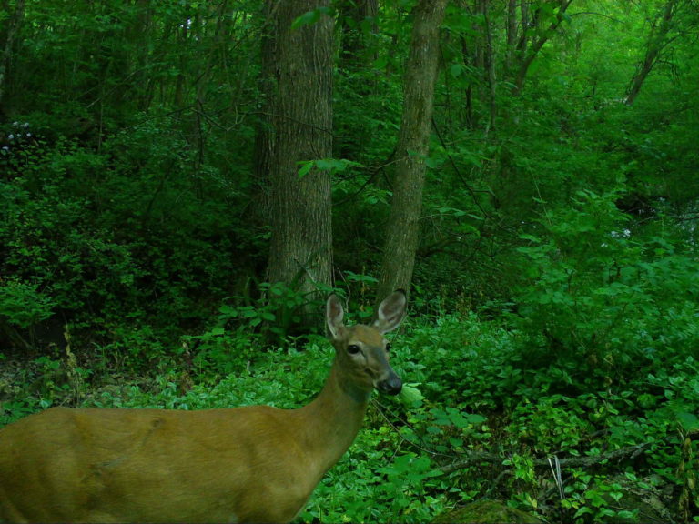 deer in woods chewing food