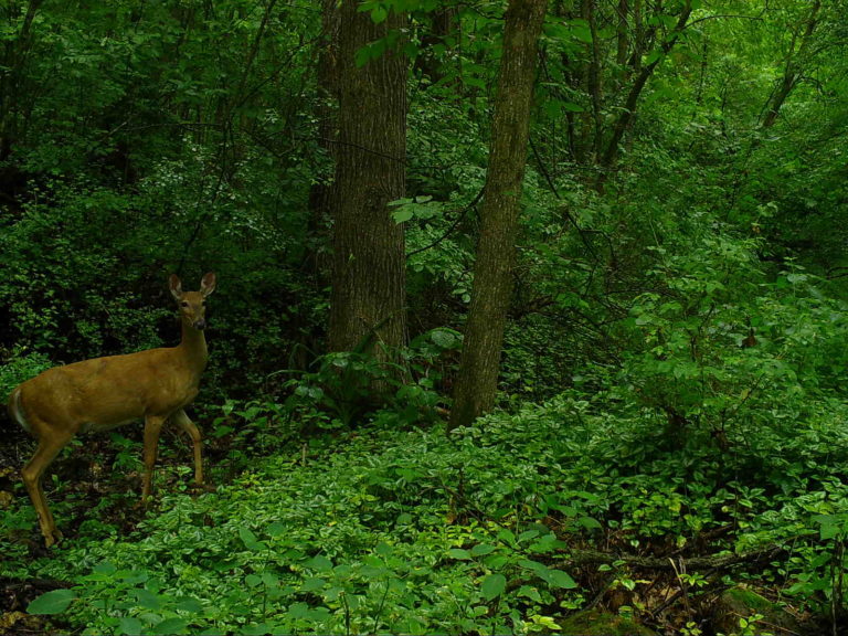 deer in woods