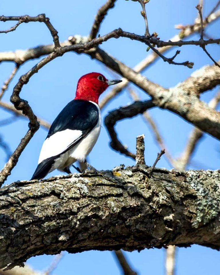 Red-headed woodpecker on a tree branch