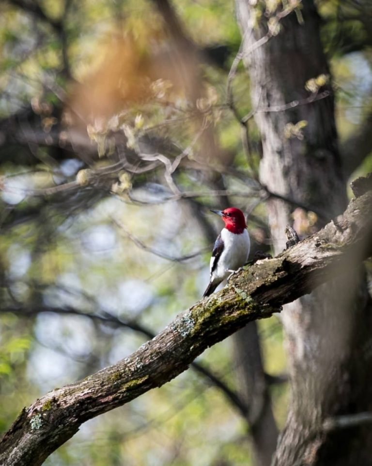 Woodpecker in a tree