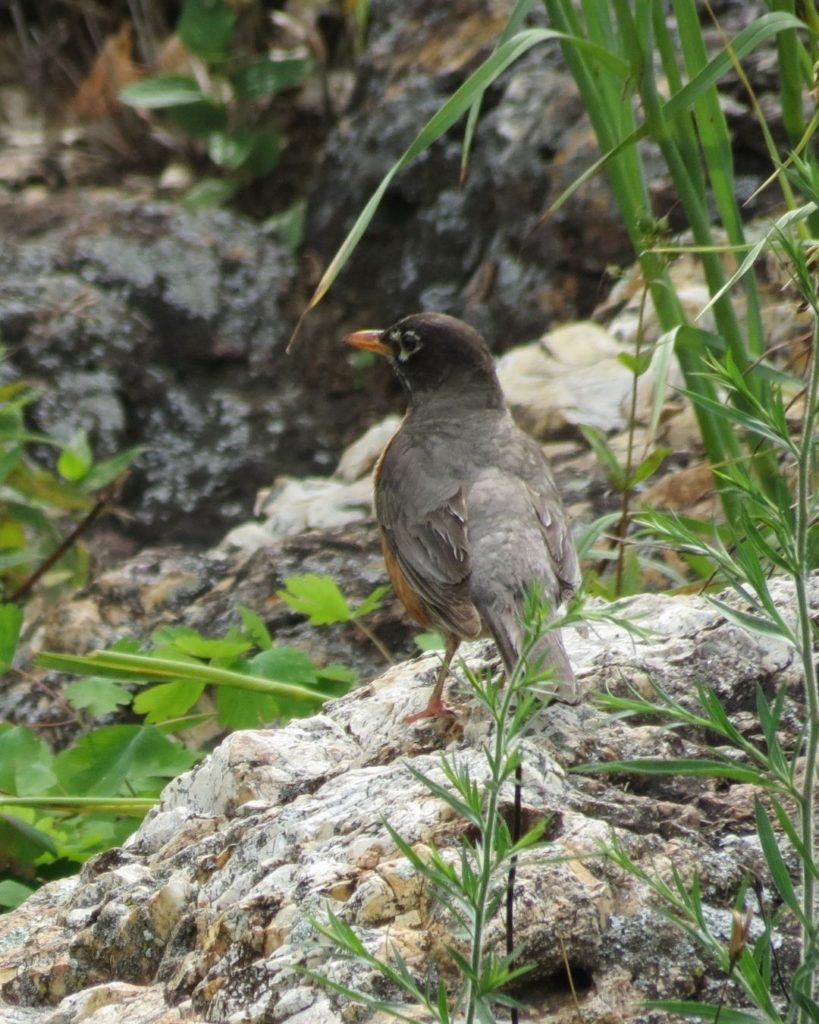 Robin Birds on a rock