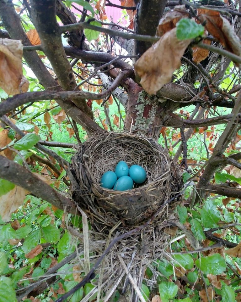 Blue Birds Eggs in a nest in a tree